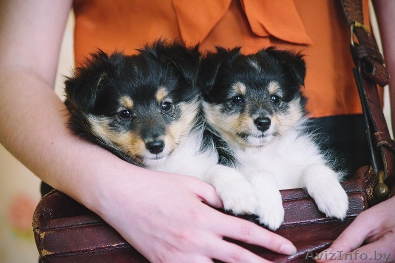 Щенок шелти (девочка) - Изображение #10, Объявление #1260775