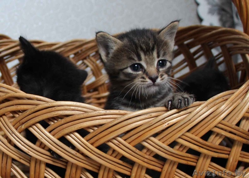 Очаровательные котята мечтают найти хозяев - Изображение #5, Объявление #1267477