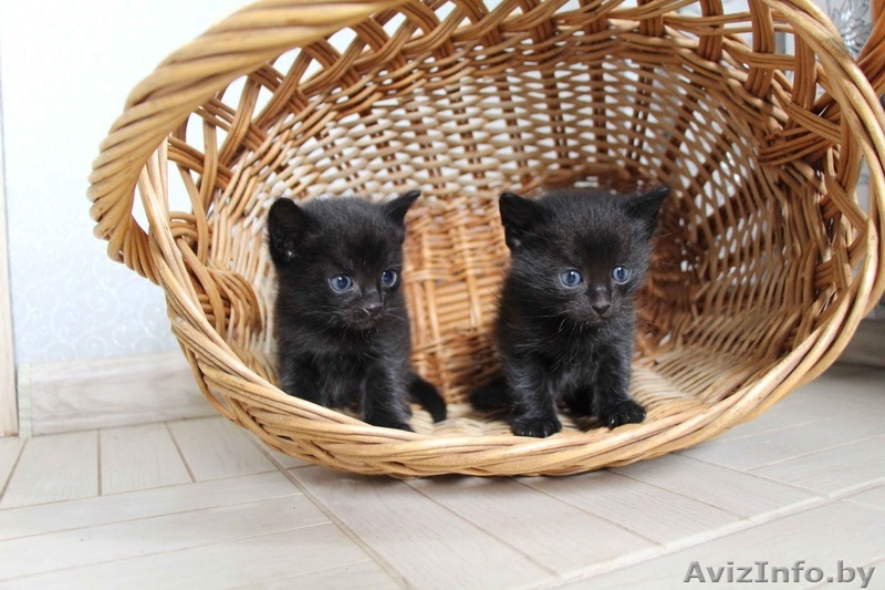 Очаровательные котята мечтают найти хозяев - Изображение #6, Объявление #1267477