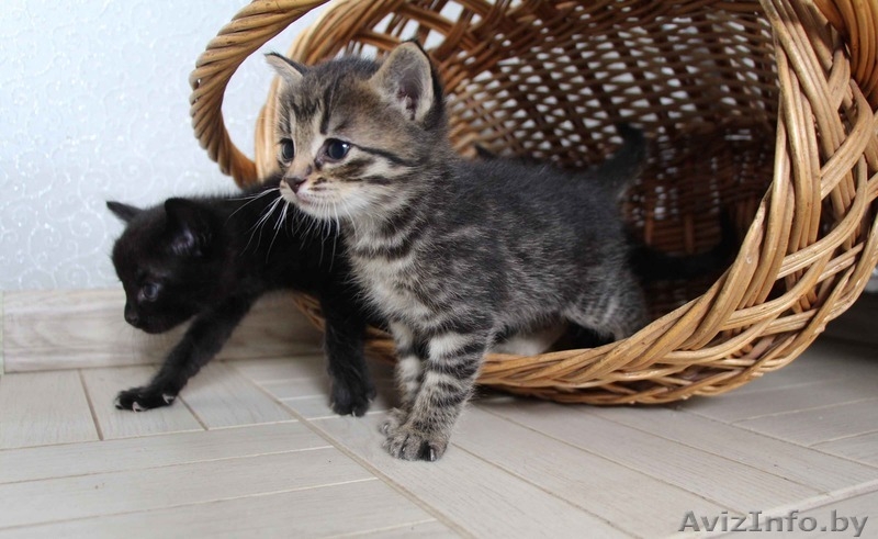 Очаровательные котята мечтают найти хозяев - Изображение #4, Объявление #1267477