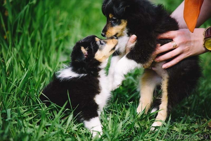 Щенок шелти (девочка) - Изображение #9, Объявление #1260775