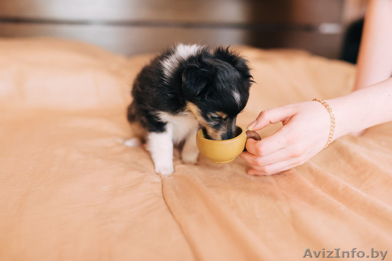 Щенок шелти (девочка) - Изображение #3, Объявление #1260775