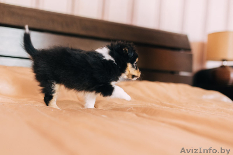 Щенок шелти (девочка) - Изображение #4, Объявление #1260775