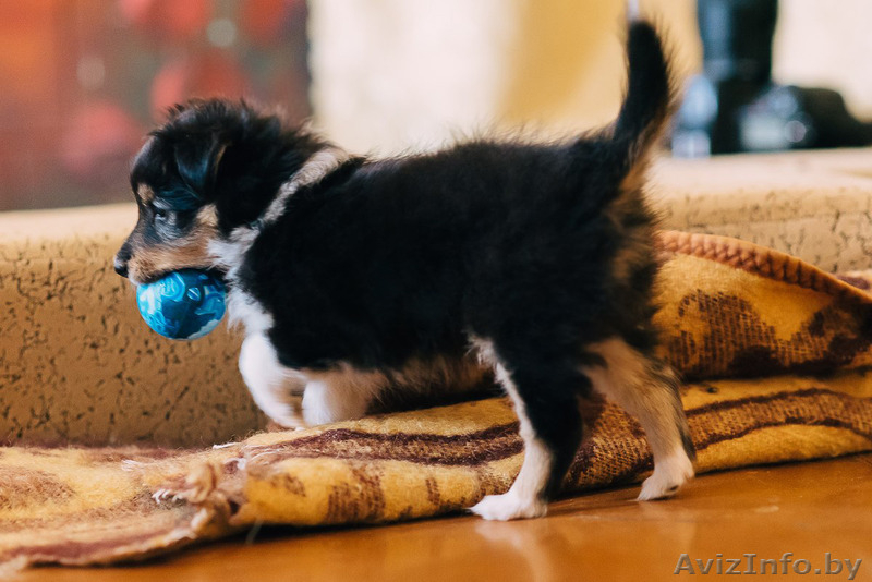 Щенок шелти (девочка) - Изображение #5, Объявление #1260775