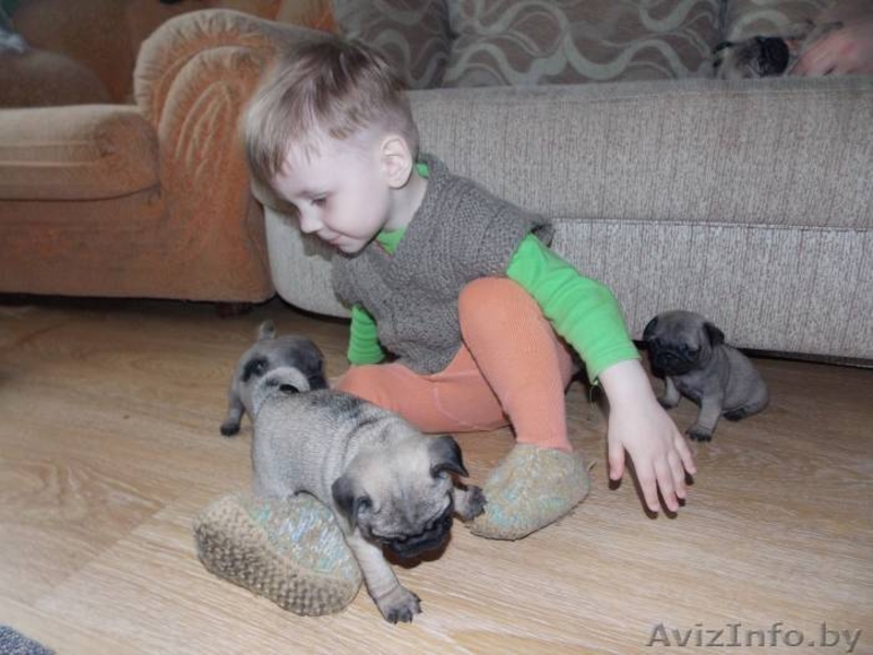 Щенки мопса. Мальчики и девочки. - Изображение #1, Объявление #1269461