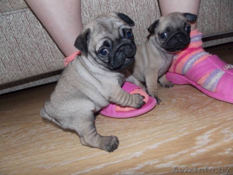 Щенки мопса. Мальчики и девочки. - Изображение #2, Объявление #1269461