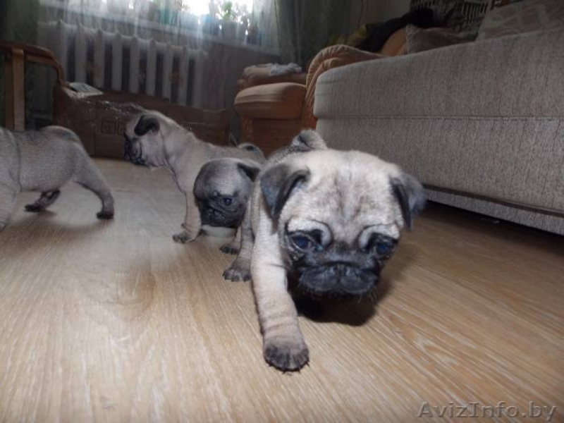 Щенки мопса. Мальчики и девочки. - Изображение #3, Объявление #1269461