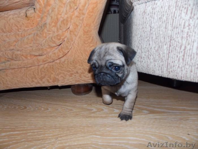 Щенки мопса. Мальчики и девочки. - Изображение #4, Объявление #1269461