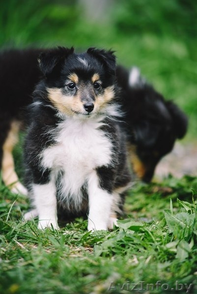 Щенок шелти (девочка) - Изображение #6, Объявление #1260775