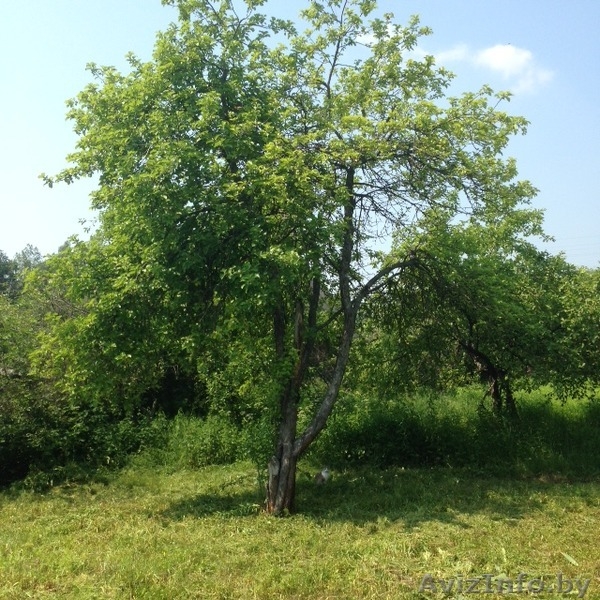 Дача с участком, остановка электрички возле дачи. Дачный поселок Бибковщина - Изображение #3, Объявление #1273145