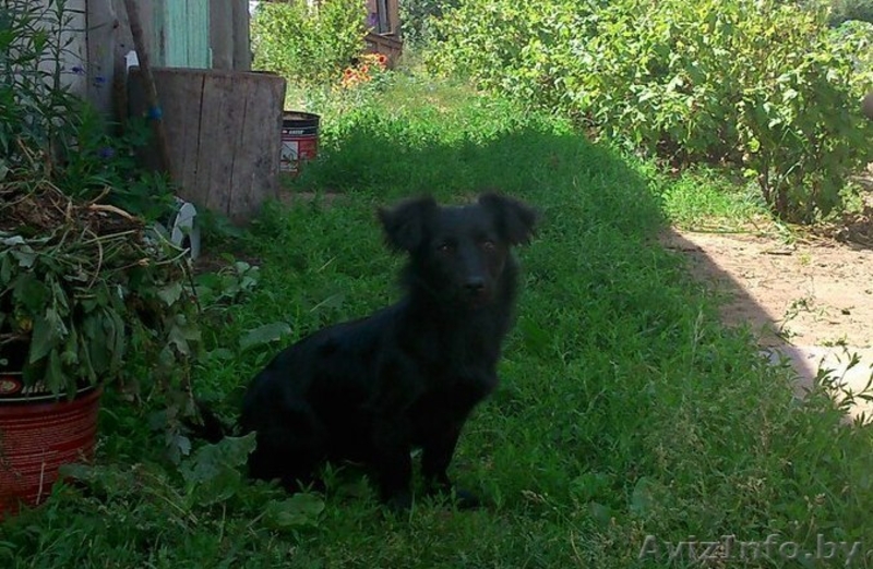 щенки в дар SOS - Изображение #2, Объявление #1280855