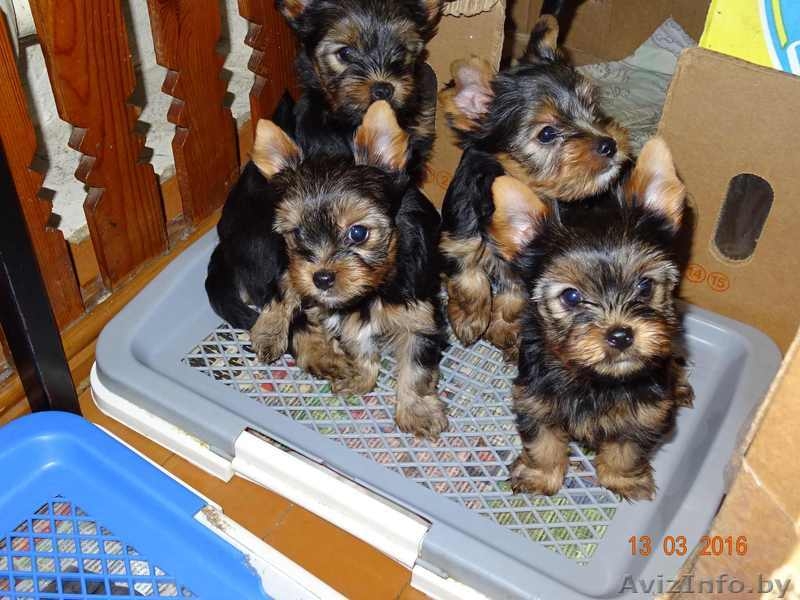 Дешево Щенки йоркширского терьера от чистокровных родителей - Изображение #1, Объявление #1411063