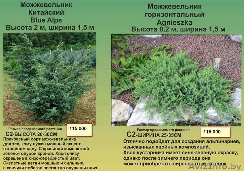 Туи, декоративные кустарники, многолетние цветы - Изображение #4, Объявление #1459403