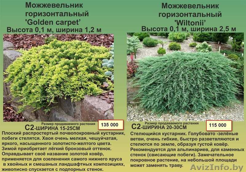 Туи, декоративные кустарники, многолетние цветы - Изображение #6, Объявление #1459403