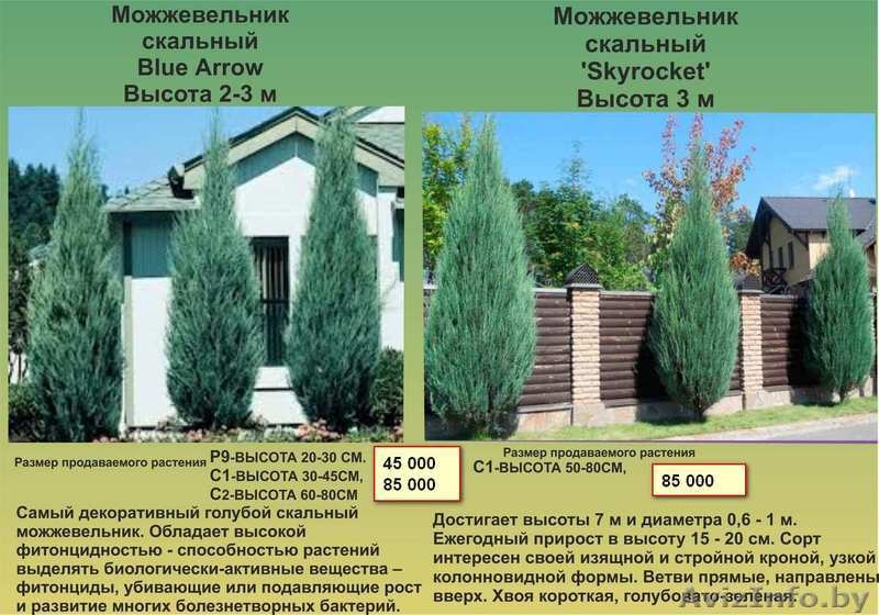 Туи, декоративные кустарники, многолетние цветы - Изображение #5, Объявление #1459403