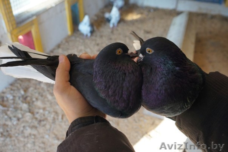 продам николаевских голубей - Изображение #3, Объявление #1471198