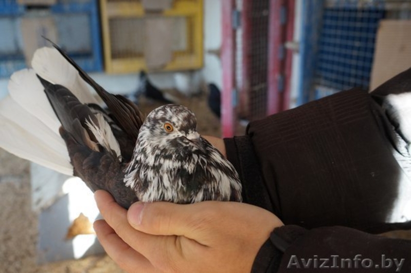 продам николаевских голубей - Изображение #2, Объявление #1471198