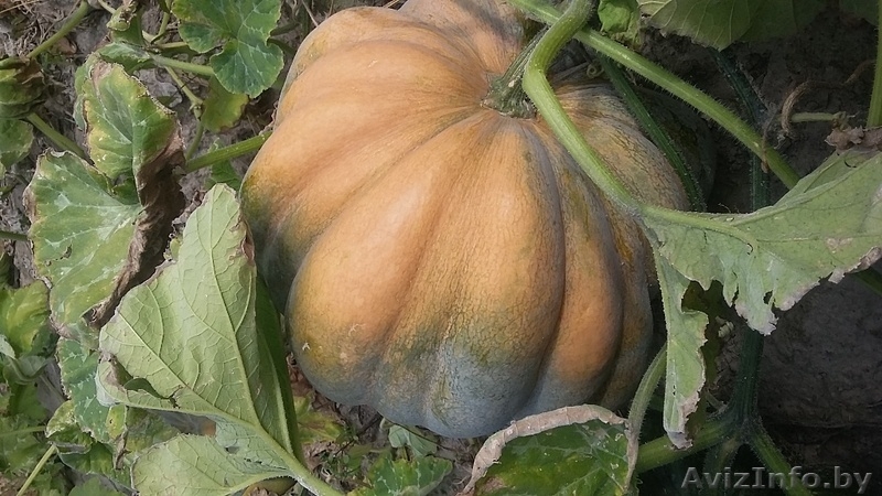 Тыква оптом 5тонн - Изображение #1, Объявление #1491649