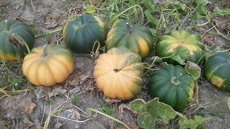 Тыква оптом 5тонн - Изображение #2, Объявление #1491649