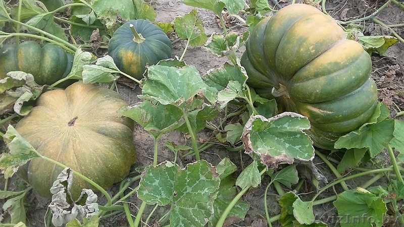 Тыква оптом 5тонн - Изображение #3, Объявление #1491649