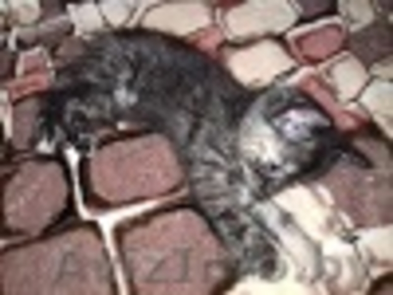 подарю прекрасных котят - Изображение #3, Объявление #1499308