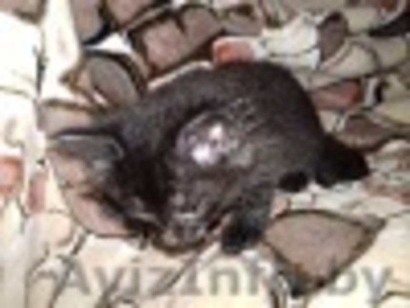 подарю прекрасных котят - Изображение #4, Объявление #1499308