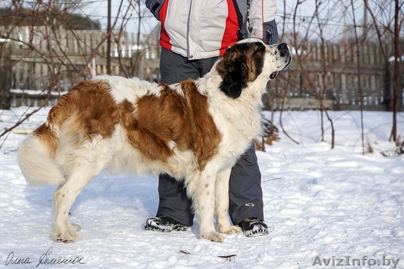 Шикарные щенки московской сторожевой - Изображение #2, Объявление #1544248