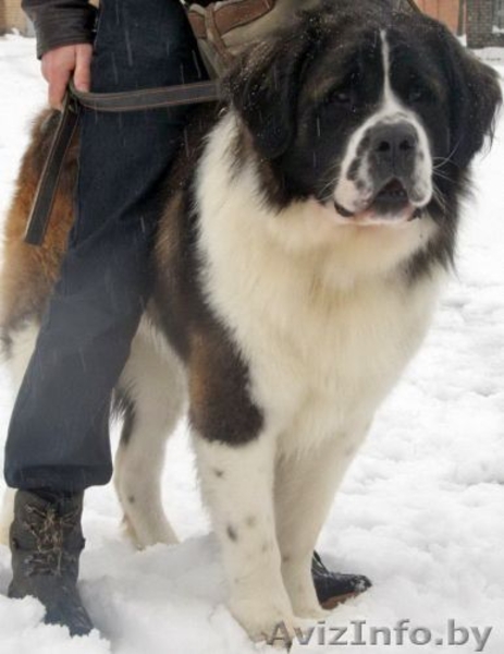 Шикарные щенки московской сторожевой - Изображение #1, Объявление #1544248