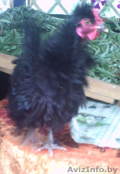 Инкубационное яйцо, цыплята, куры, перепела, кролики. - Изображение #3, Объявление #1578886