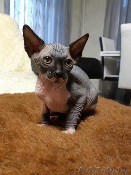 Грациозные котята- канадские сфинксы - Изображение #6, Объявление #1380106