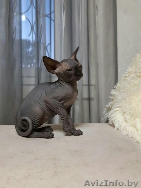 Грациозные котята- канадские сфинксы - Изображение #3, Объявление #1380106