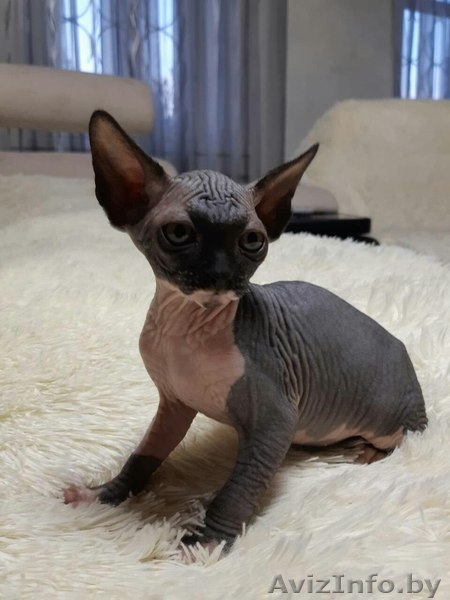 Грациозные котята- канадские сфинксы - Изображение #8, Объявление #1380106