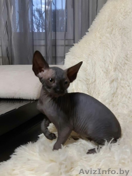 Грациозные котята- канадские сфинксы - Изображение #1, Объявление #1380106