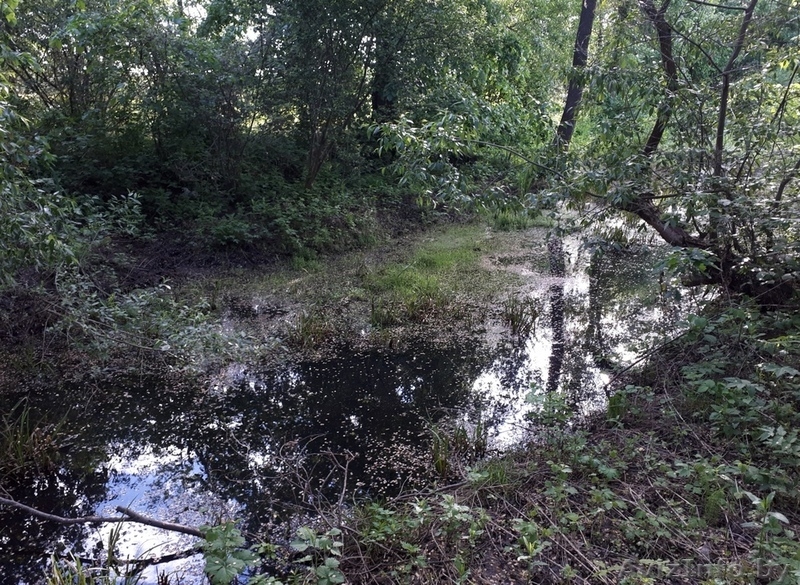 Продам дом у ручья Могилевская область - Изображение #2, Объявление #1623246