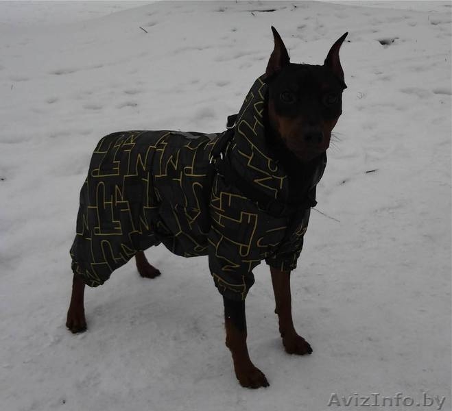 Щенки цвингпинчера - Изображение #6, Объявление #1631465