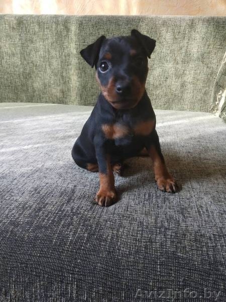 Щенки цвингпинчера - Изображение #2, Объявление #1631465