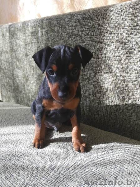 Щенки цвингпинчера - Изображение #4, Объявление #1631465