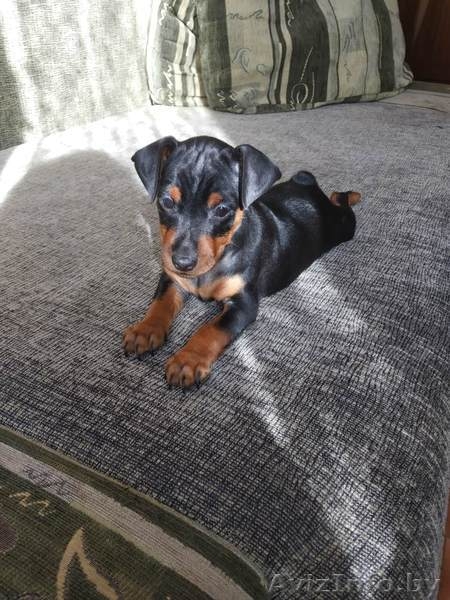 Щенки цвингпинчера - Изображение #3, Объявление #1631465