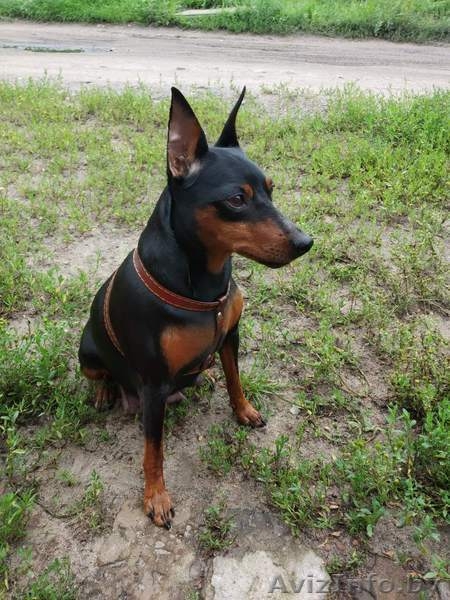 Щенки цвингпинчера - Изображение #5, Объявление #1631465