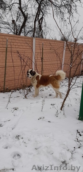 Питомник предлагает щенков сенбернара - Изображение #3, Объявление #1533316