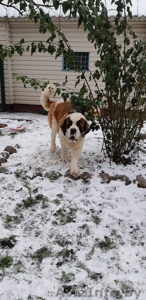 Питомник предлагает щенков сенбернара - Изображение #1, Объявление #1533316