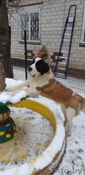 Питомник предлагает щенков сенбернара - Изображение #2, Объявление #1533316