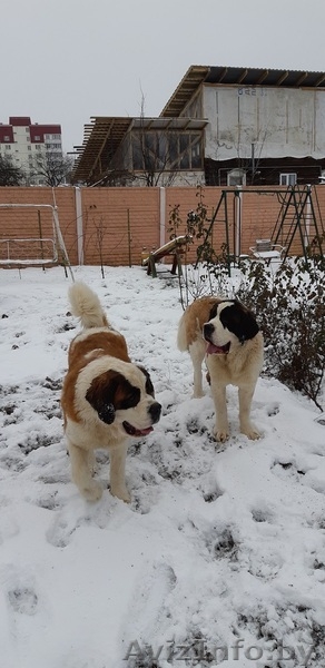 Питомник предлагает щенков сенбернара - Изображение #5, Объявление #1533316