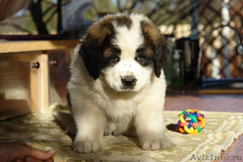 Шикарные щенки московской сторожевой - Изображение #6, Объявление #1544248