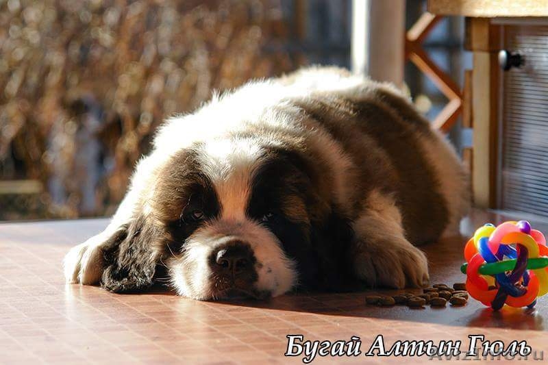 Шикарные щенки московской сторожевой - Изображение #5, Объявление #1544248