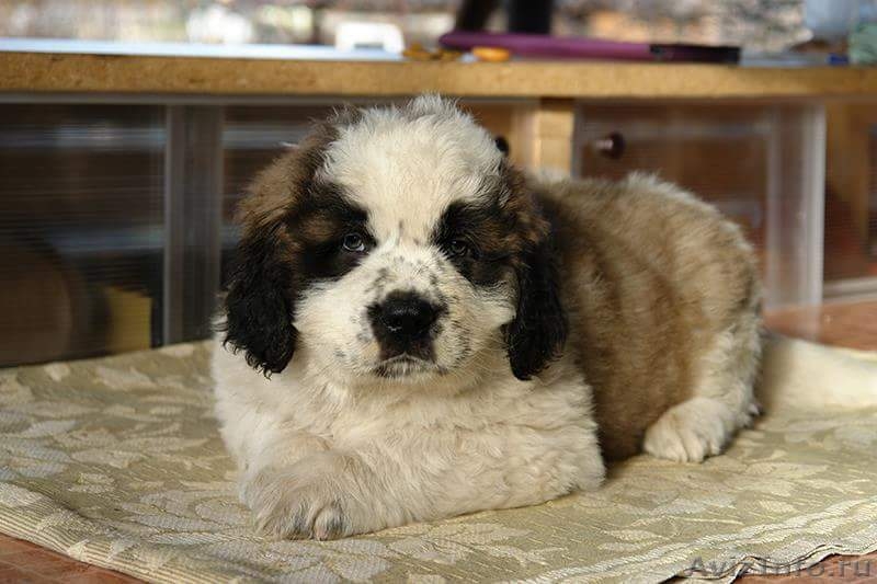 Шикарные щенки московской сторожевой - Изображение #4, Объявление #1544248